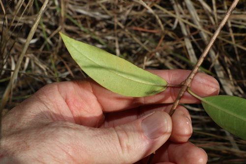 Image of Gymnanthera oblonga by (c) Greg Tasney, some rights reserved (CC BY-SA)