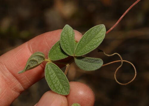 Image of Glycine tomentella by (c) Greg Tasney, some rights reserved (CC BY-SA)