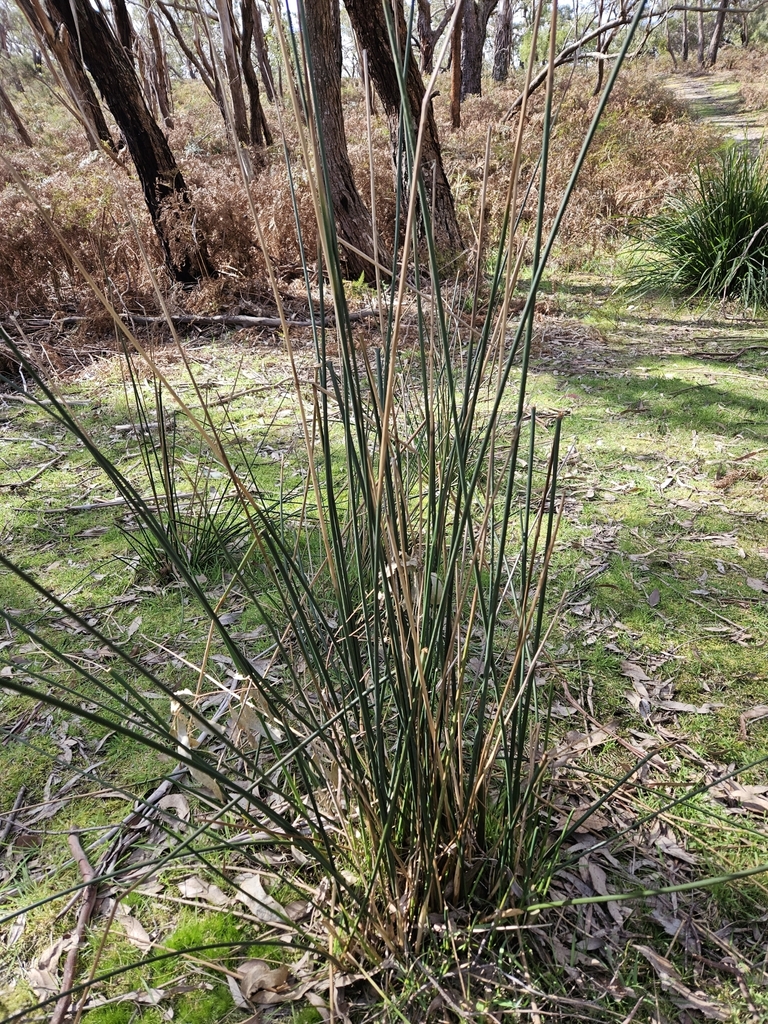 rushes from Mount Martha VIC 3934, Australia on September 5, 2023 at 02 ...