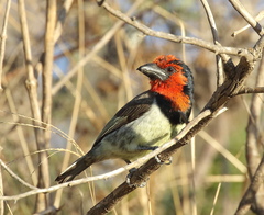 Black-Collared Barbet photo 4