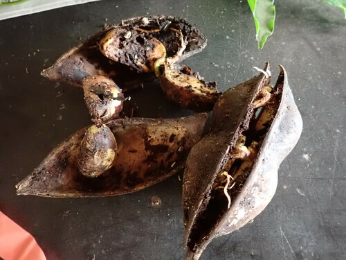 Castanospermum australe