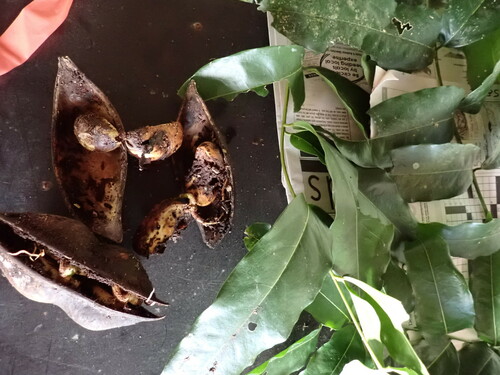 Castanospermum australe
