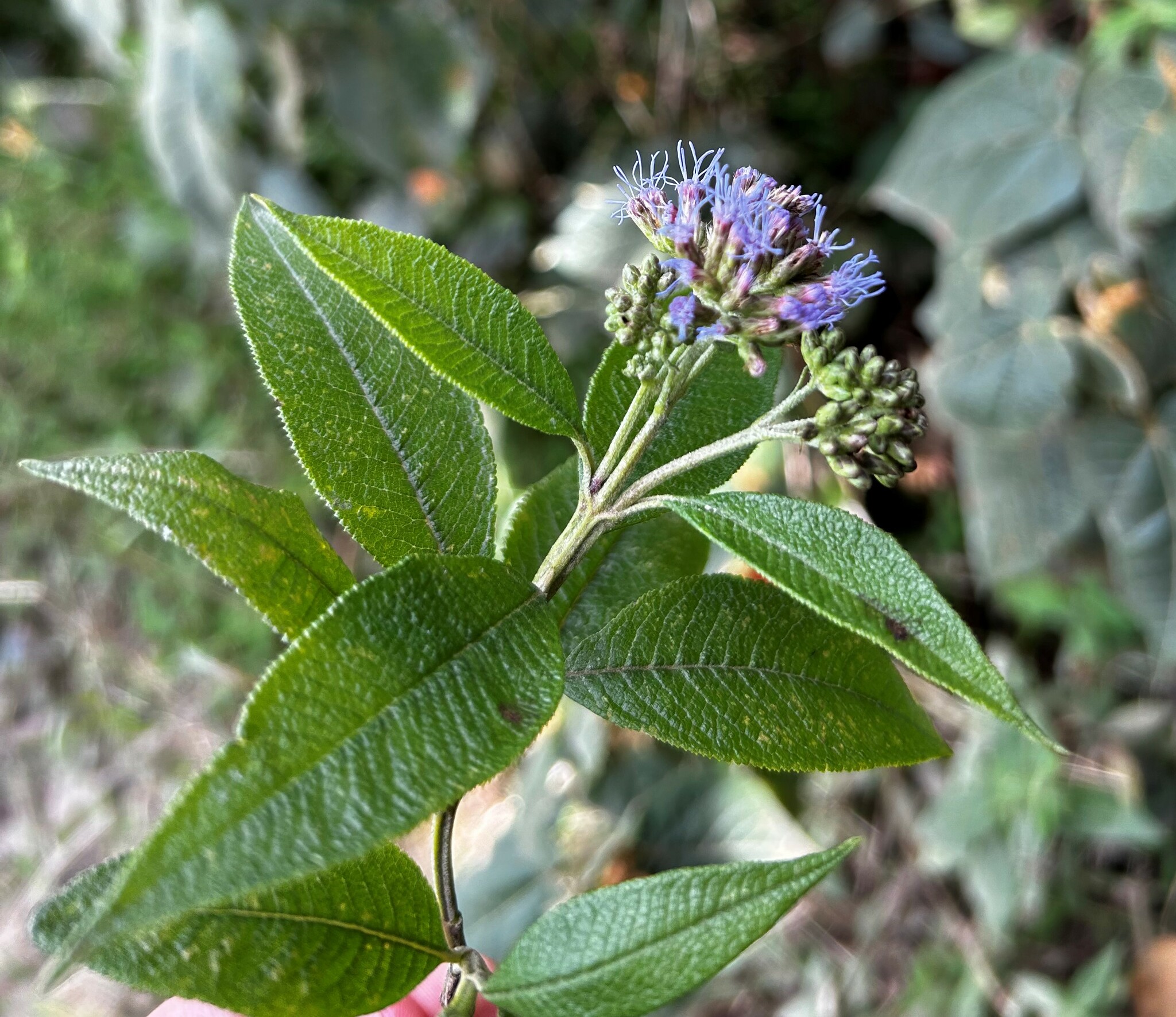 Aristeguietia buddlejifolia image