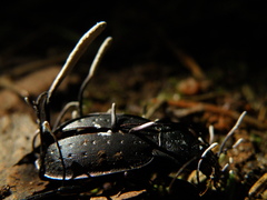 Ophiocordyceps entomorrhiza