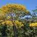 Brazilian Fern Tree - Photo (c) ricardohm, some rights reserved (CC BY-NC)