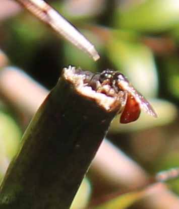Bicoloured Reed Bee from Smiths Lake NSW 2428, Australia on September 5 ...