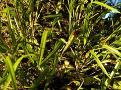 Loxogramme dictyopteris