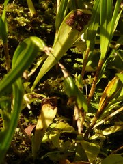 Loxogramme dictyopteris