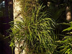 Loxogramme dictyopteris