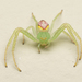 蟹蛛科 - Photo (c) Tony Iwane，保留部份權利CC BY-NC