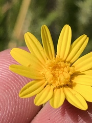 Ursinia punctata