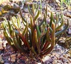 Dudleya multicaulis