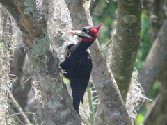 Campephilus leucopogon