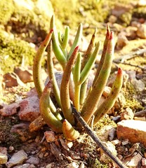 Dudleya multicaulis
