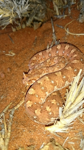 Bitis caudalis