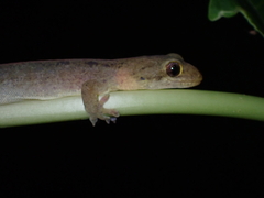 Vanuatu Scaly-Toed Gecko photo 2