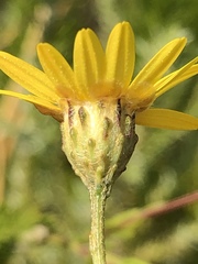 Ursinia punctata