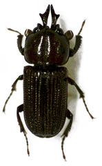 Syndesus cornutus
