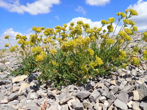 Potentilla gordonii, photograph 1