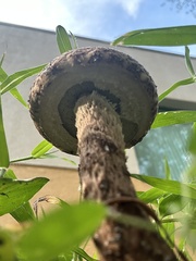 Strobilomyces strobilaceus image