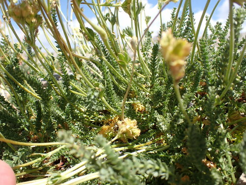 Potentilla gordonii, photograph 3
