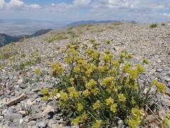 Potentilla gordonii, photograph Matt Lavin, CC BY, iNaturalist via GBIF