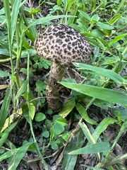 Strobilomyces strobilaceus image