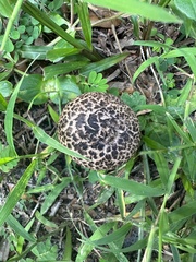 Strobilomyces strobilaceus image