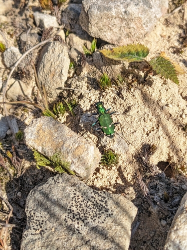 Photo of Northern Barrens Tiger Beetle