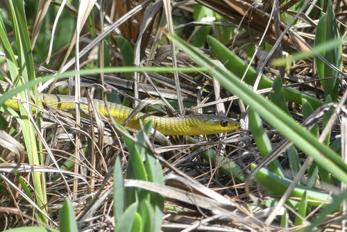 Common Tree Snake sighting