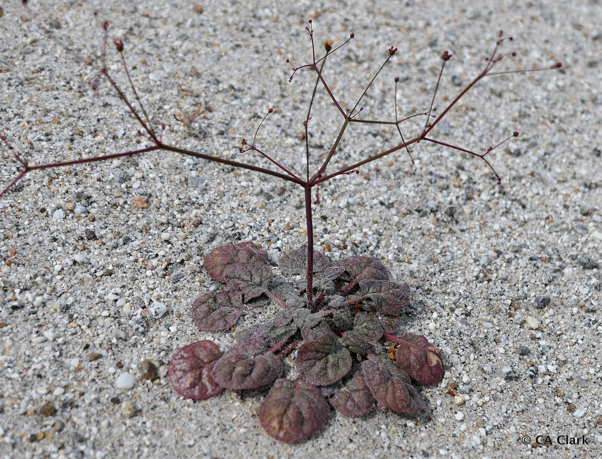 Eriogonum thomasii