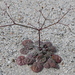 Eriogonum thomasii - Photo (c) sea-kangaroo, μερικά δικαιώματα διατηρούνται (CC BY-NC-ND), uploaded by sea-kangaroo