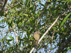 Hemitriccus margaritaceiventer