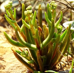 Dudleya multicaulis