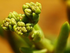 Dudleya multicaulis