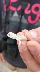 Ptenopus garrulus maculatus