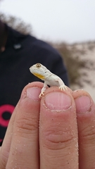 Ptenopus garrulus maculatus