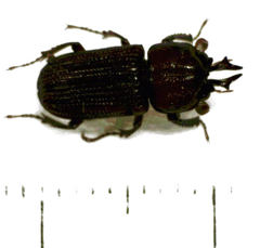 Syndesus cornutus