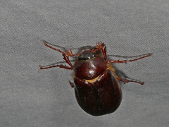 Phyllophaga anxia
