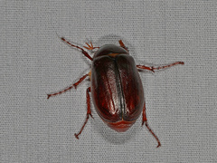 Phyllophaga anxia