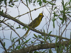 Gubernatrix cristata