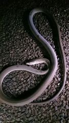 Dendroaspis polylepis