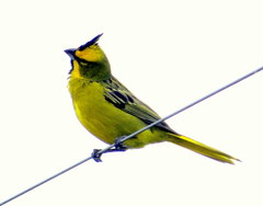 Gubernatrix cristata