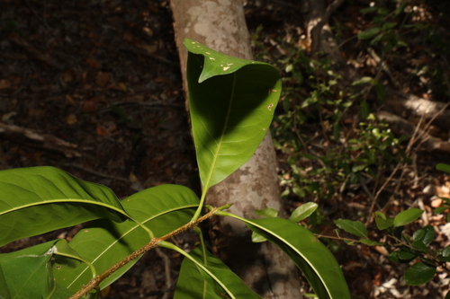 Image of Chionanthus ramiflorus by (c) Greg Tasney, some rights reserved (CC BY-SA)