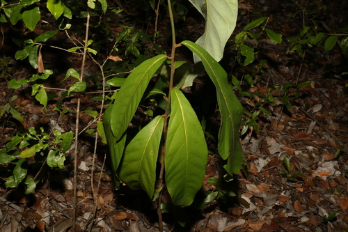 Image of Cryptocarya hypospodia by (c) Greg Tasney, some rights reserved (CC BY-SA)
