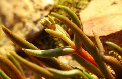 Dudleya multicaulis
