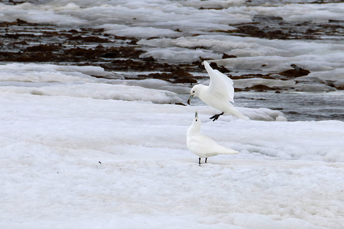 Mouette blanche