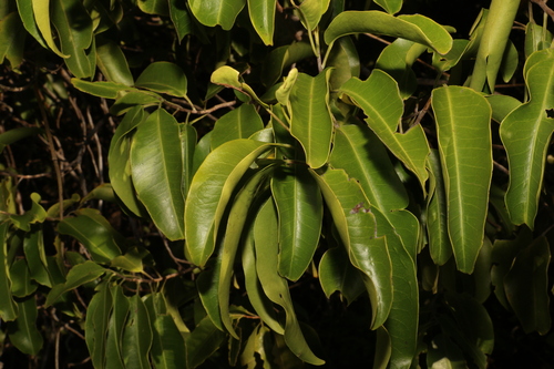 Image of Geijera salicifolia by (c) Greg Tasney, some rights reserved (CC BY-SA)