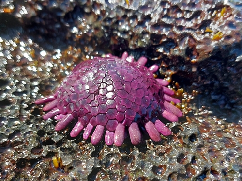 Colobocentrotus Atratus ウニ 殻 標本