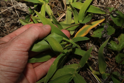 Image of Beachgrass by (c) Greg Tasney, some rights reserved (CC BY-SA)